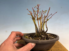 Load image into Gallery viewer, Japanese Maple Clump 001-11 Trees

