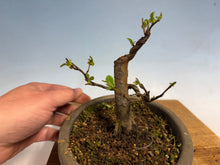 Load image into Gallery viewer, Chinese Quince 001
