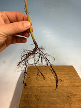 Load image into Gallery viewer, Japanese Maple, Acer Palmatum, 3 year, Cut Back
