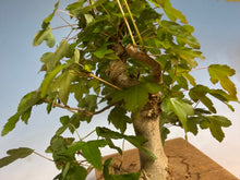 Load image into Gallery viewer, Trident Maple 027
