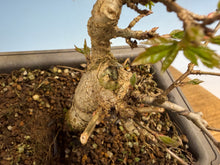 Load image into Gallery viewer, Trident Maple 005
