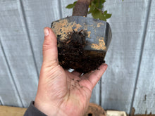 Load image into Gallery viewer, Zelkova, Japanese Grey Bark Elm #15
