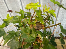 Load image into Gallery viewer, Trident Maple #16
