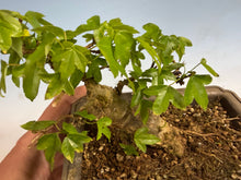 Load image into Gallery viewer, Trident Maple 025
