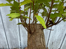 Load image into Gallery viewer, Zelkova, Japanese Grey Bark Elm #21

