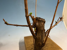 Load image into Gallery viewer, Dawn Redwood 001
