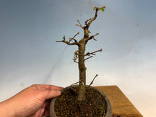 Load image into Gallery viewer, Chinese Quince 006
