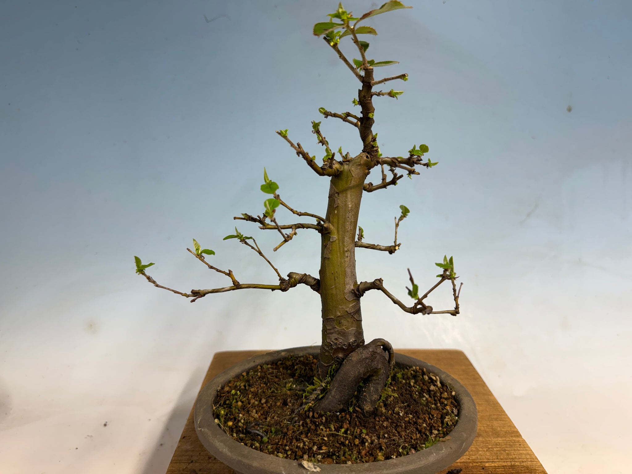 chinese quince bonsai Chinese Quince 002 – Kaede Bonsai-en