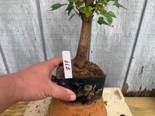 Load image into Gallery viewer, Trident Maple #37
