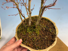 Load image into Gallery viewer, Japanese Maple Forest-Koyo pot-001
