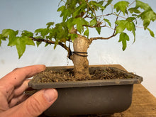 Load image into Gallery viewer, Trident Maple 023
