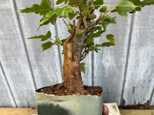 Load image into Gallery viewer, Trident Maple #24
