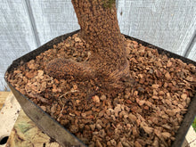 Load image into Gallery viewer, Trident Maple #31
