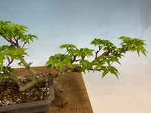 Load image into Gallery viewer, Shishigashira Japanese Maple 011
