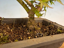 Load image into Gallery viewer, Kotohime Japanese Maple-012
