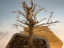 Load image into Gallery viewer, Zelkova, Japanese Grey Bark Elm 007
