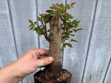 Load image into Gallery viewer, Zelkova, Japanese Grey Bark Elm #20
