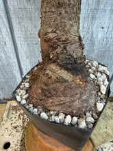 Load image into Gallery viewer, Chinese Elm #1
