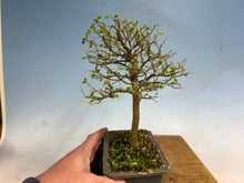 Load image into Gallery viewer, Chinese Hackberry, Celtis 002
