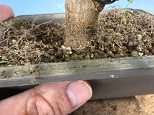 Load image into Gallery viewer, Trident Maple 023

