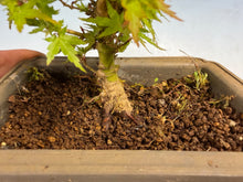 Load image into Gallery viewer, Kotohime Japanese Maple-013

