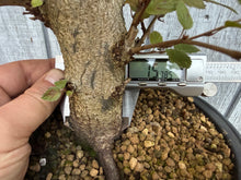 Load image into Gallery viewer, Korean Hornbeam, Carpinus Koreana
