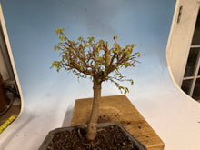 Load image into Gallery viewer, Zelkova, Japanese Grey Bark Elm 012
