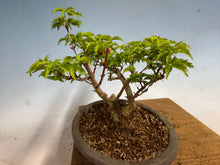 Load image into Gallery viewer, Shishigashira Japanese Maple 019
