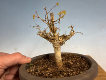 Load image into Gallery viewer, Zelkova, Japanese Import 003
