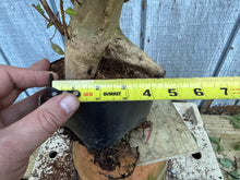 Load image into Gallery viewer, Japanese Crepe Myrtle #1

