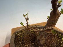 Load image into Gallery viewer, Chinese Quince 001
