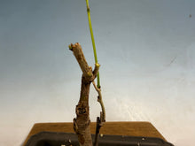 Load image into Gallery viewer, Japanese Wisteria 007
