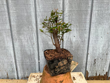 Load image into Gallery viewer, Zelkova, Japanese Grey Bark Elm #5
