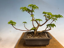 Load image into Gallery viewer, Shishigashira Japanese Maple 016
