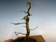 Load image into Gallery viewer, Chinese Quince 006
