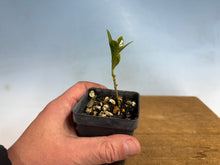 Load image into Gallery viewer, Japanese Gardenia
