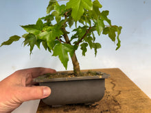 Load image into Gallery viewer, Trident Maple 021
