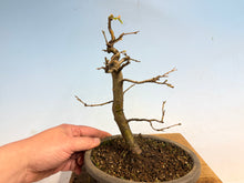 Load image into Gallery viewer, Chinese Quince 006
