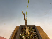 Load image into Gallery viewer, Japanese Wisteria 007
