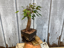 Load image into Gallery viewer, Trident Maple #9
