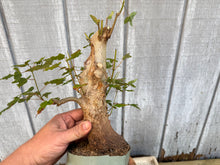 Load image into Gallery viewer, Trident Maple #39
