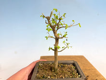 Load image into Gallery viewer, Chinese Hackberry, Celtis 005
