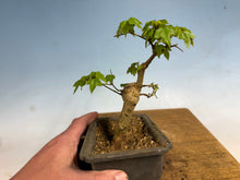 Load image into Gallery viewer, Trident Maple 016
