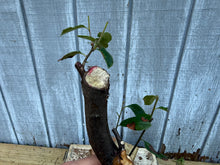 Load image into Gallery viewer, Chinese Quince #4
