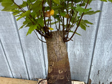 Load image into Gallery viewer, Zelkova, Japanese Grey Bark Elm #21
