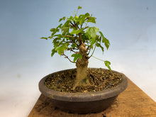 Load image into Gallery viewer, Trident Maple 026
