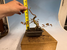Load image into Gallery viewer, Japanese Maple 003
