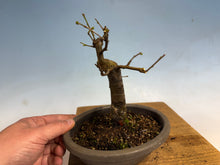 Load image into Gallery viewer, Chinese Quince 004
