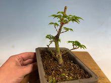 Load image into Gallery viewer, Shishigashira Japanese Maple 013
