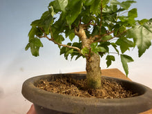 Load image into Gallery viewer, Trident Maple 022
